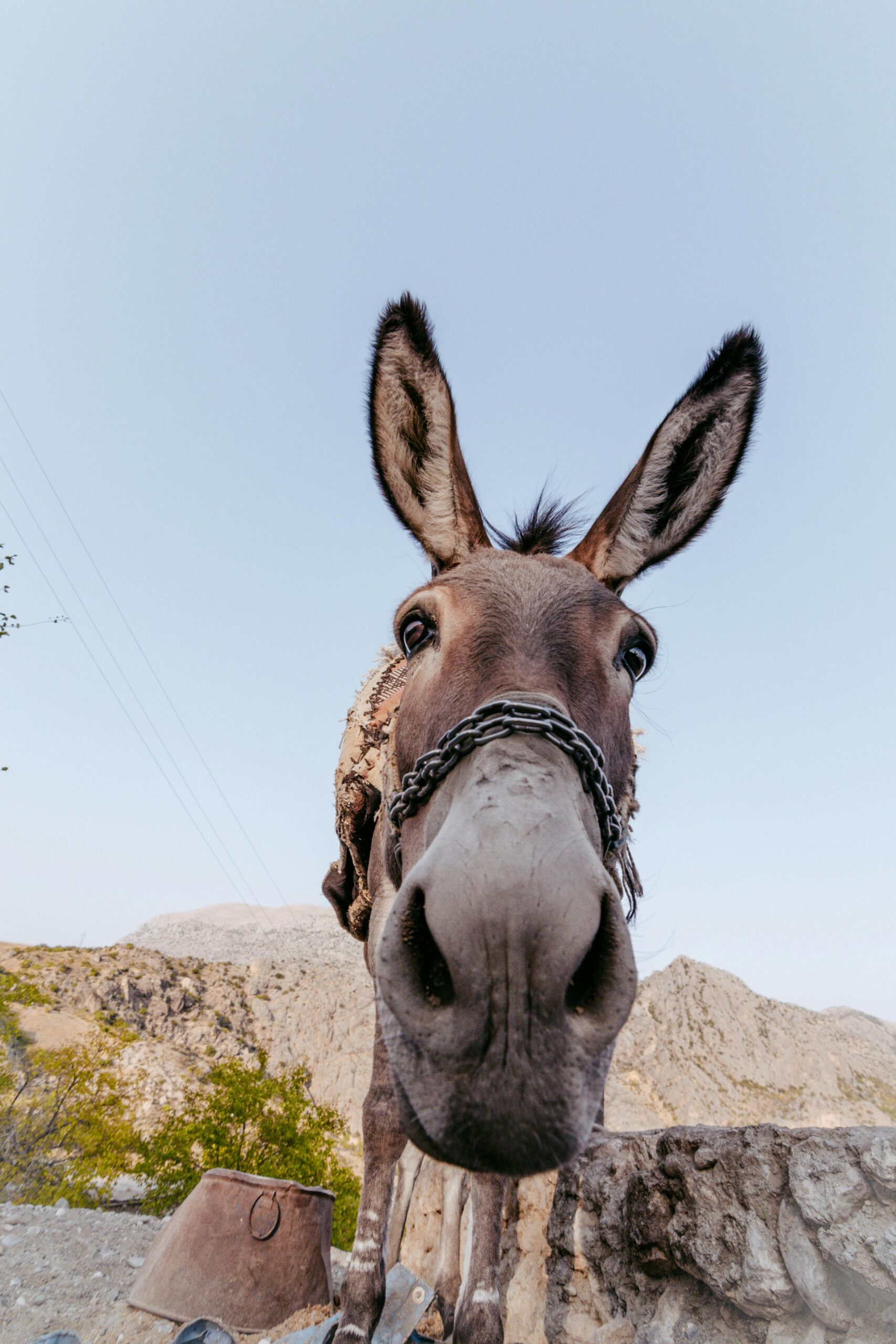 Close-up of a cute mule with chain in the countryside during the day.