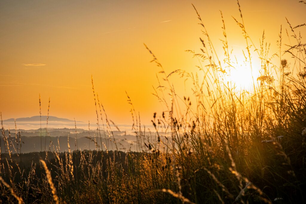morning sunlight exposure supporting circadian rhythm and metabolism